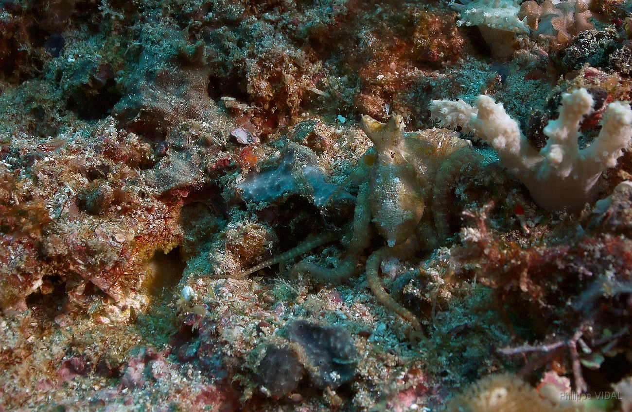 Raja Ampat 2016 - Abdopus abaculus - Mosaic octopus - IMG_4753_rc.jpg